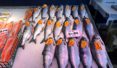 Russian salmon are displayed at a fish store